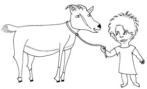 A small child leads a goat by a leash.