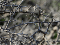 King of the&nbsp;Trees